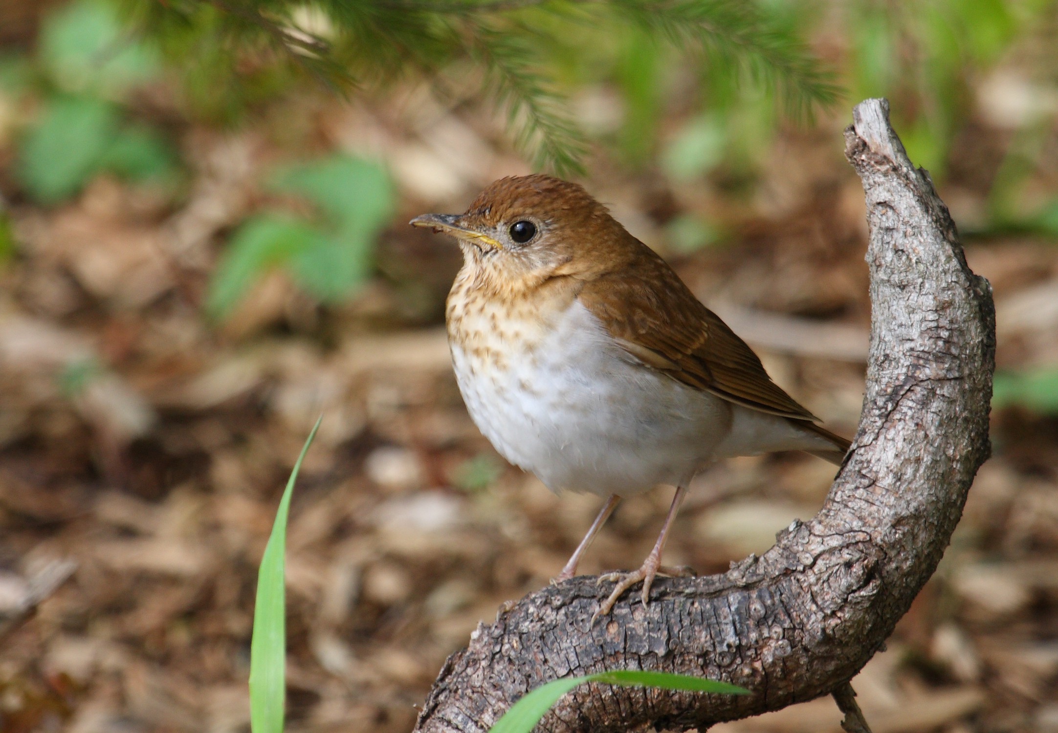 https://en.wikipedia.org/wiki/Veery